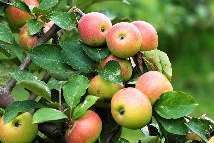 The Pink Apple of The Sibillini Mountains
